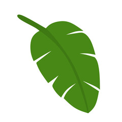 green tropical leaf isolated on white