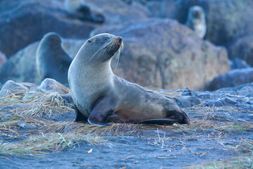 Furseal looking regal on a Rocl