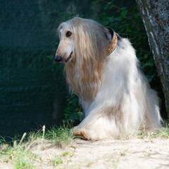 Sitzender Afghanischer Windhund im Garten