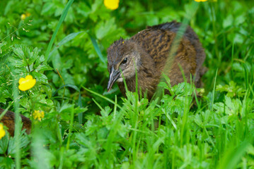 Young Weka chick searching for food in tall gras