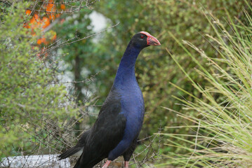 Naklejka premium Adult Pukeko looking altert trough the bush
