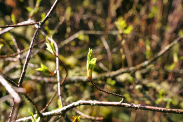 The green leaf of the tree in early spring, which comes out of the bud and grows on the branch. Spring buds are blooming