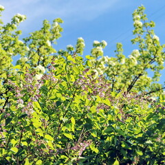 young spring tree leaves against blue sky upward view of fresh foliage treetop