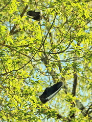 sneakers hanging on tree branch in spring sunshine surrounded by fresh green leaves
