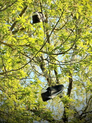 sneakers hanging on tree branch in spring sunshine surrounded by fresh green leaves
