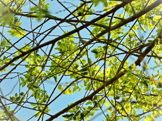young spring tree branches with leaves against blue sky upward view forming lines going horizontally