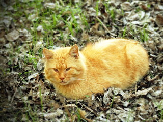 serious ginger cat sitting in sunlight on ground, fluffy old male with intense expression