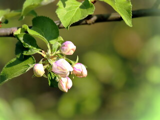 closed apple tree buds on green bokeh background in spring