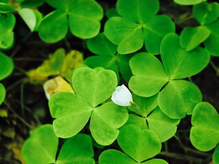 Oxalis Leaves with White Bud in Spring Light