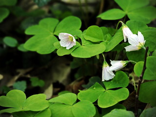 Oxalis Leaves with White Bud in Spring Light, Clover Like Plant, Green and Bright, Side View