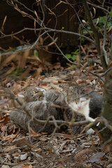 Two street cats resting under bush