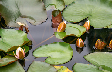 water lilies floating on the surface of the water in the city pond.