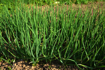 Fototapeta premium Green Shallot onions growing farming
