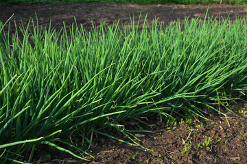 Green Shallot onions growing farming