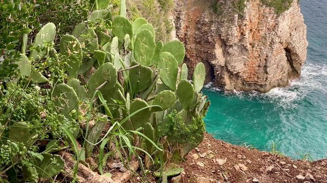 Cactus with initials near cliff edge above blue sea lagoon on Montenegro coastline