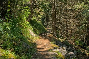 Fototapeta premium hiking trail thorugh a pine forest in La Vanoise nature reserve, France 