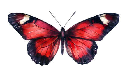 Beautiful Red Butterfly Top View Watercolor Illustration