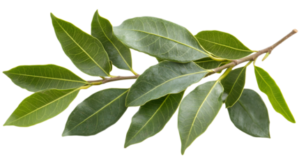 Camphor Gum - Aromatic Formosan Laurel Camphor for Professional Use