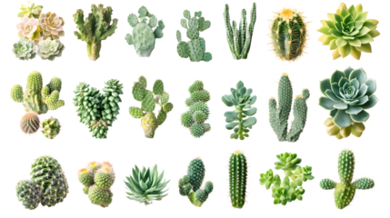 Diverse Collection of Mixed Cactus and Succulents for Home Decor and Gardening