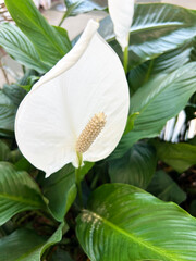 スパティフィラムのアップ