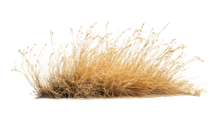 Desert Tumbleweed Isolated on White Background - Professional Stock Photo