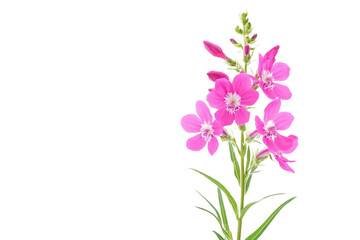 Fototapeta premium Stunning Pink Flowers in Full Bloom . Transparent background PNG