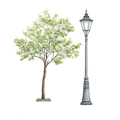 A young tree with green leaves sits beside a classic street lamp post isolated.
