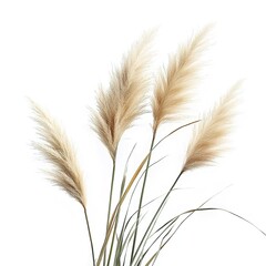 Pampas grass bundle with feathery plumes on white background.
