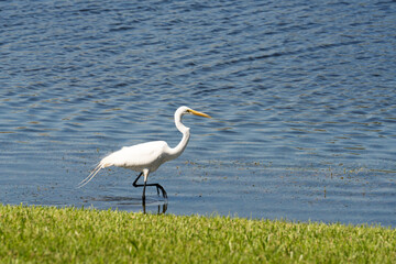 great white egret