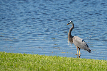 great blue heron