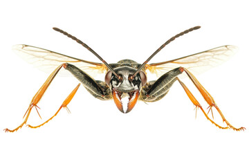 Naklejka premium Detailed Close-up of an Intricate Insect . Transparent background PNG