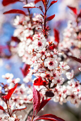 Close up of a cherry blossom tree with red leaves and white flowers