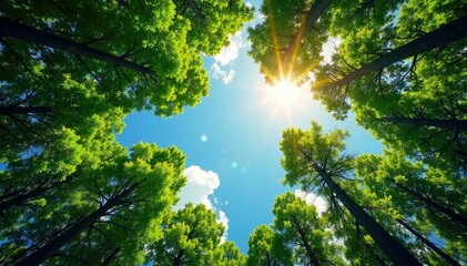 Serene forest canopy meets expansive sky Sunlight filters through leaves , light, natural