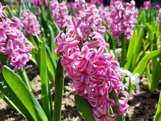 pink hyacinths are blooming. Flowerbed at springtime