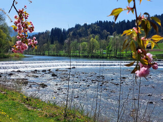 Blossoming Japanese cherry trees and the Savinja River. Mozyrsky Gaj. Slovenia