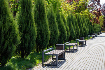 A long row of benches is neatly lined up along a sidewalk in a park