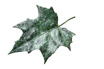 Fototapeta premium Close-up of a Detailed Green Leaf . Transparent background PNG