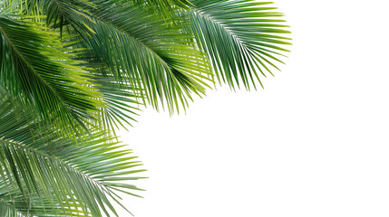 Fototapeta premium Palm Leaves Frame – Transparent Background