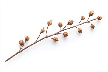 Dry sesame sprig with natural seed capsules for eco product labels and healthy food themes