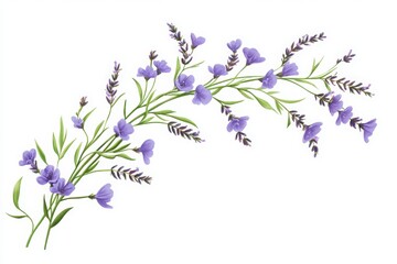 Obraz premium Lavender sprigs with purple flowers for herbal branding floral compositions and aromatherapy visuals