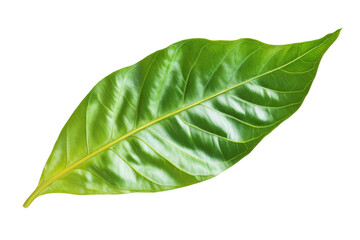 Obraz premium Close-up of a Vibrant Green Leaf . Transparent background PNG