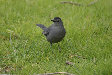 Gray Catbird catching insects in deep grass in spring