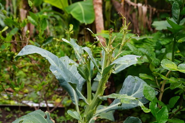 Kale planted in the soil, top view.