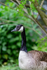 Canadian goose in a park