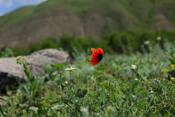 Single red poppy flower in a meadow on a mountain background in spring
