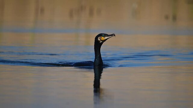 A Cormorant swims towards the camera with the green eye showing, then dives into the water for to hun fish