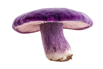 Stunning Close-up of a Deep Purple Mushroom . Transparent background PNG