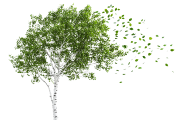 Majestic Birch Tree in a Breezy Summer Day . Transparent background PNG