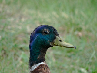 A calm female mallard duck, with a glossy green head and orange bill, is stationary in a soft green-brown outdoor setting
