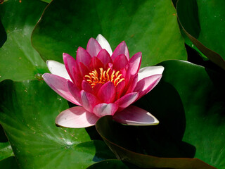 A close-up shot of a fully open pink lotus flower above water with lily pads, in focus against a...